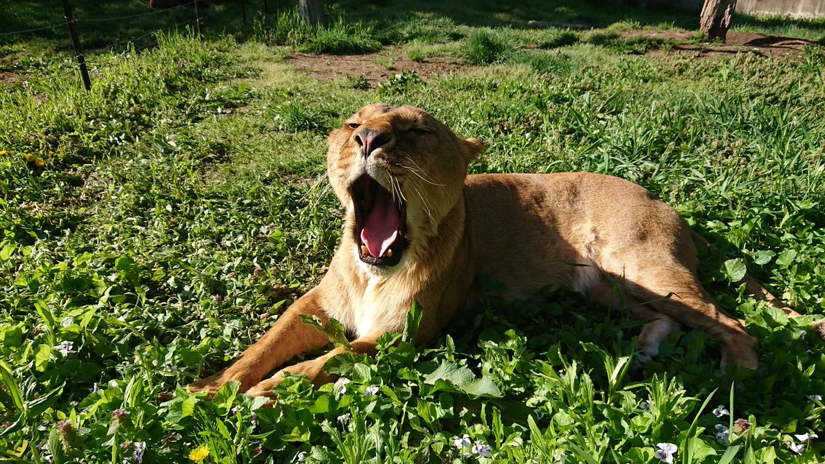 盛岡市動物公園 Zoomo ライオンのプリンセスと仲良くなろう 当日チケットは完売しました ライオン舎前でお待ちしております 動画は文章と無関係です