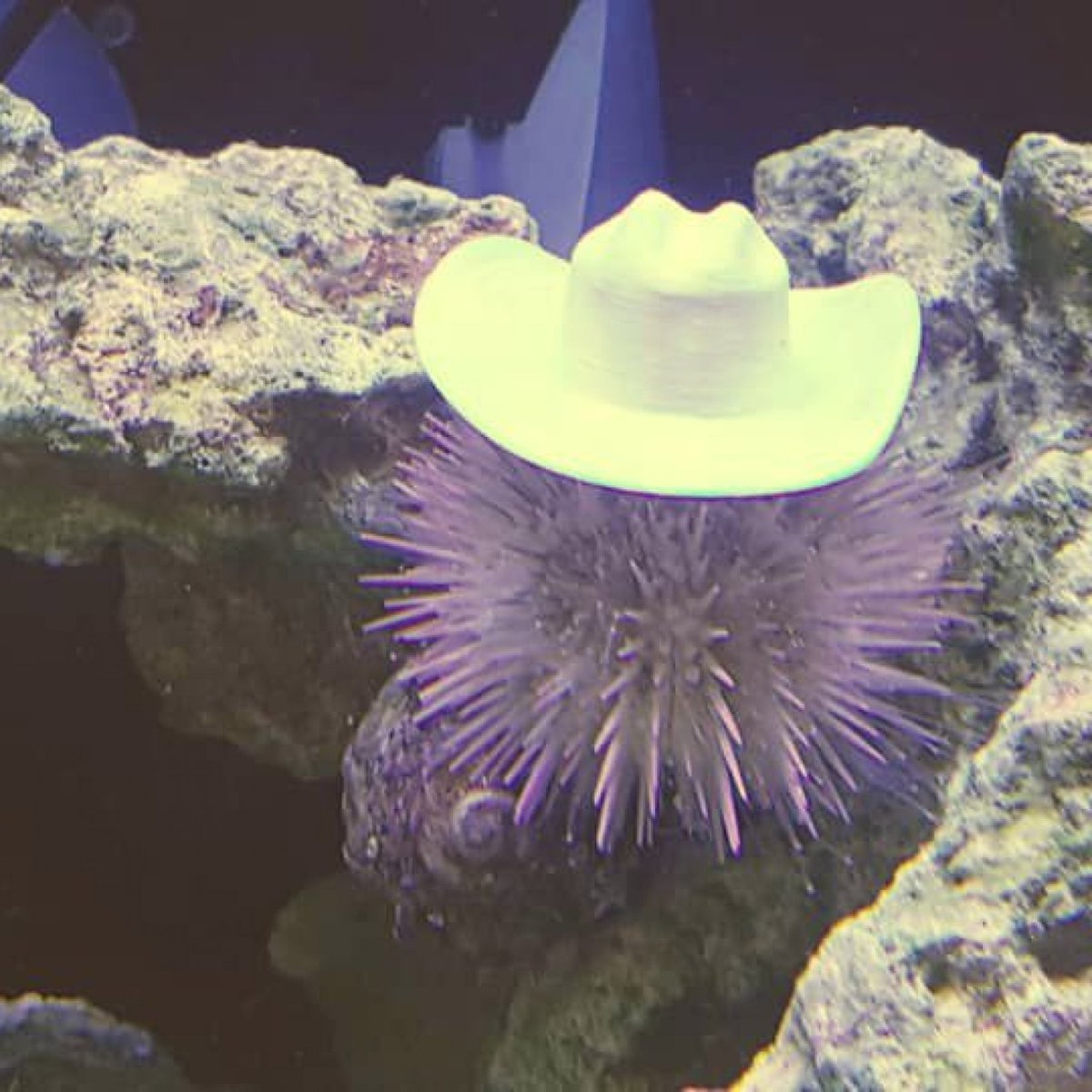 valfrogval's tweet photo. sea urchins protect themselves by putting rocks and shells on their "heads" so apparently if u give them tiny hats they will put them on and wear them https://t.co/6antYfDKNb