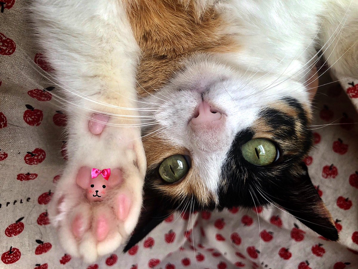 肉球テディベア 肉球テディベア