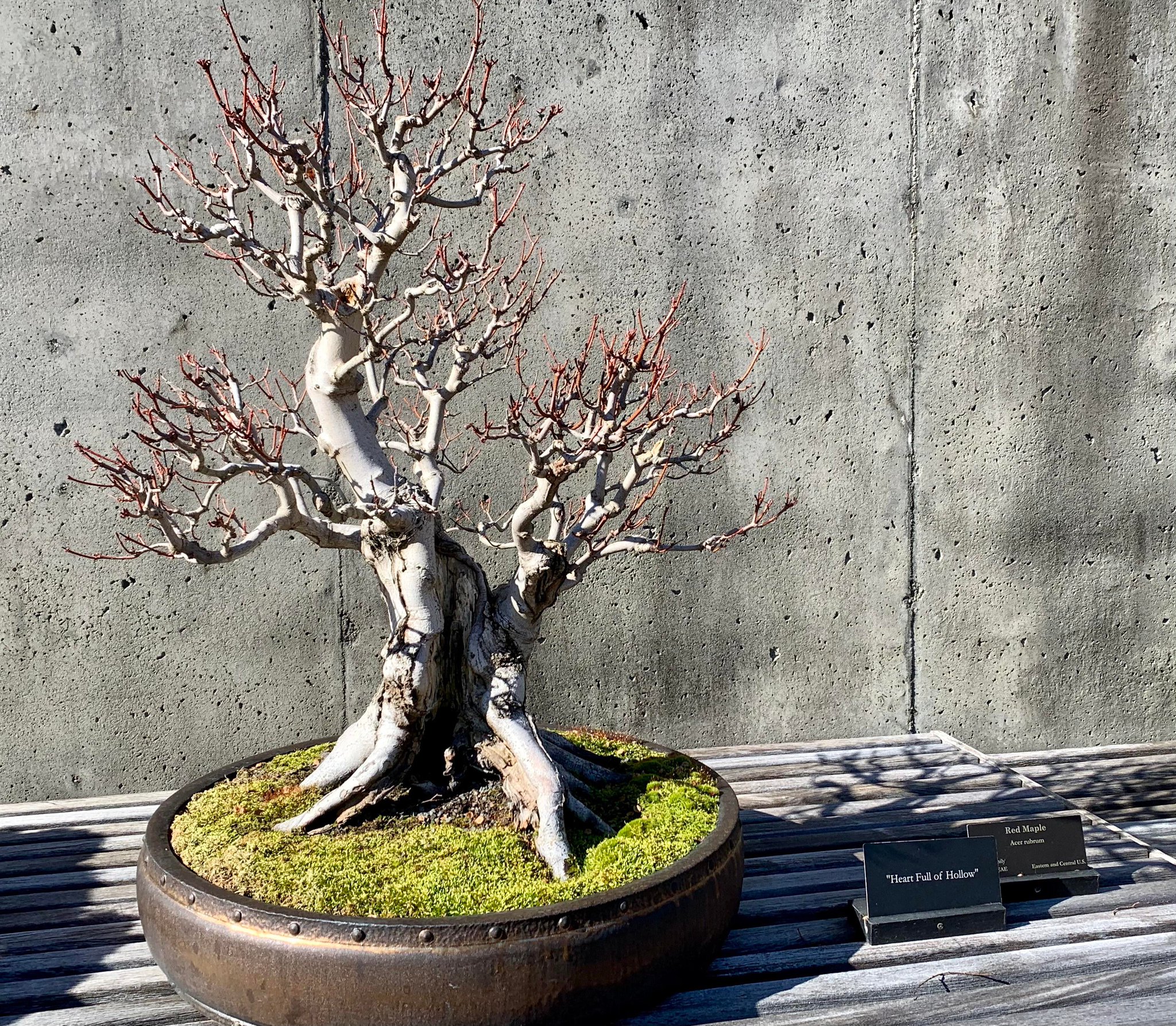 /Bonsai on Twitter "Bonsai from Asheville North Carolina arboretum