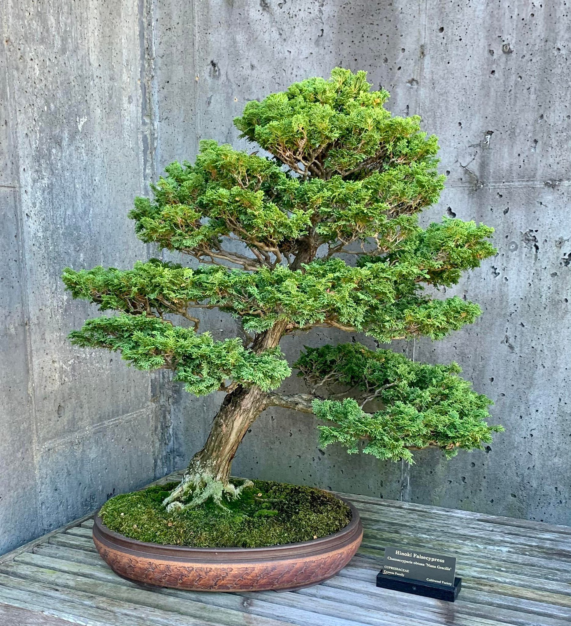 /Bonsai on Twitter "Bonsai from Asheville North Carolina arboretum