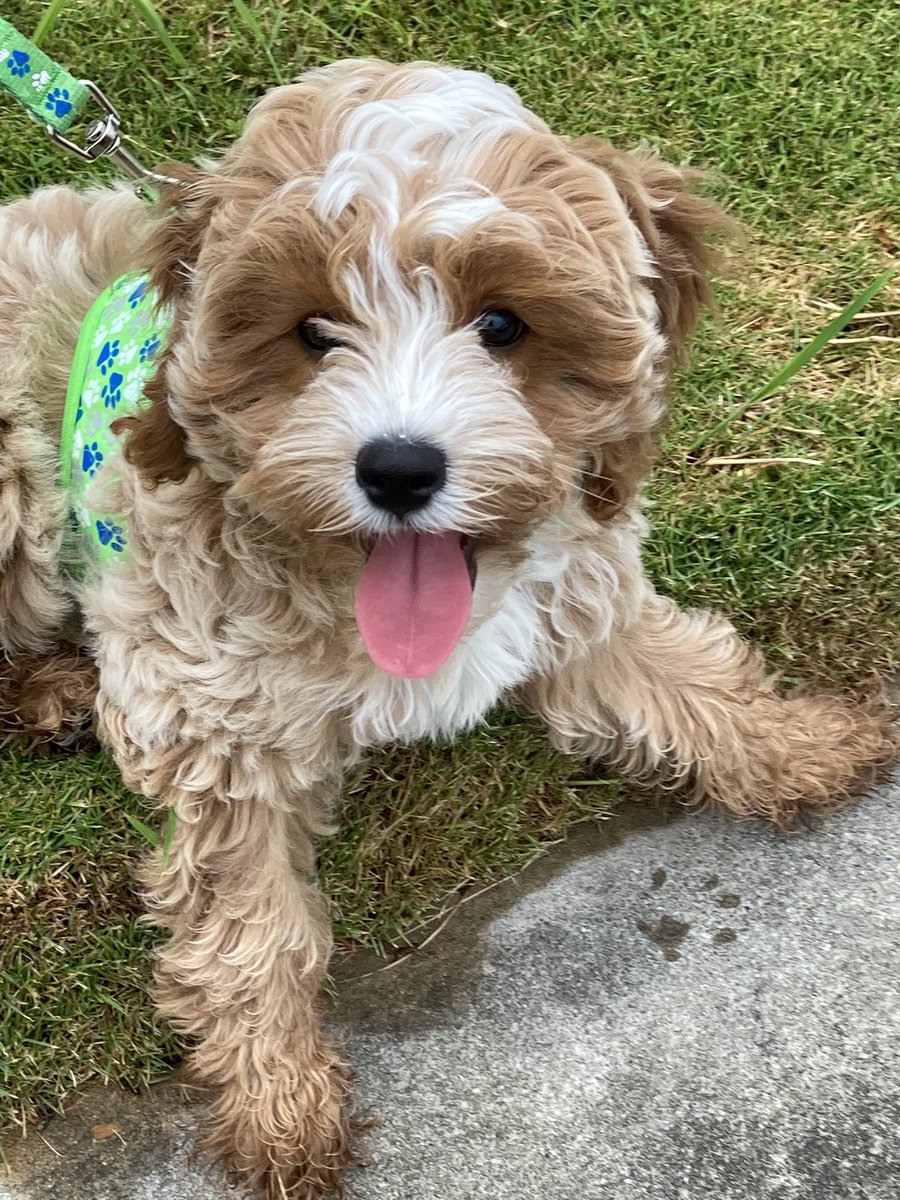hill country cavachons