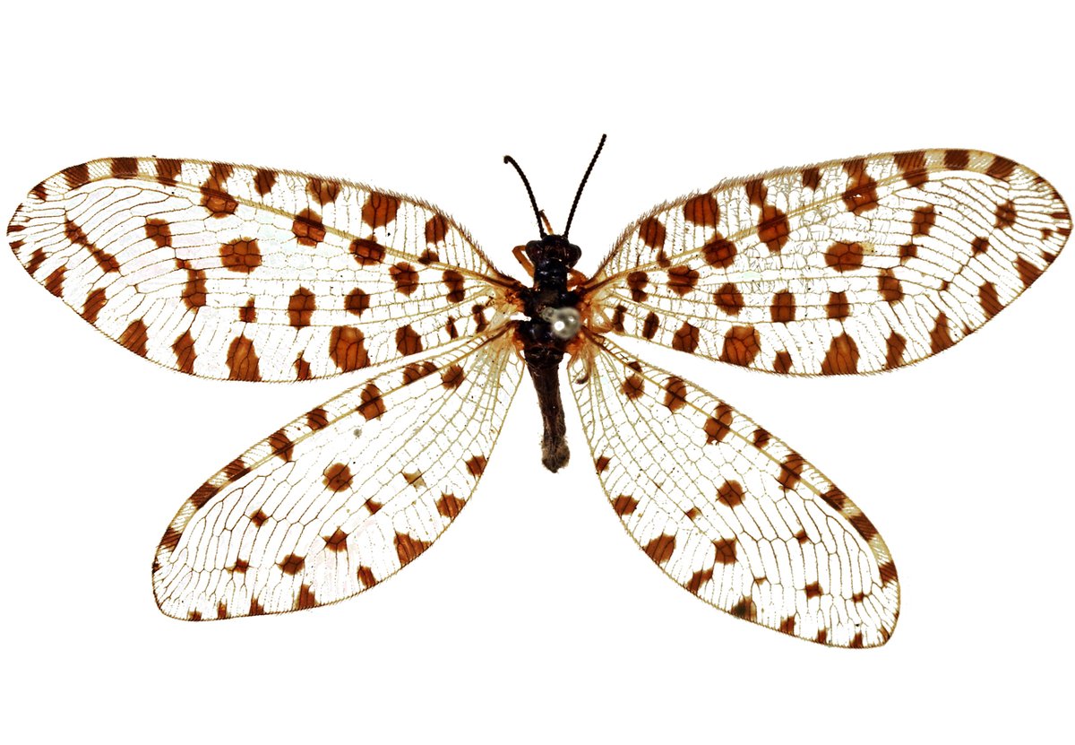 Monograph An annotated and illustrated catalogue of the Osmylidae collection (#Neuroptera) at the Natural History Museum, London was published today.
mapress.com/j/zt/issue/vie…
#Taxonomy