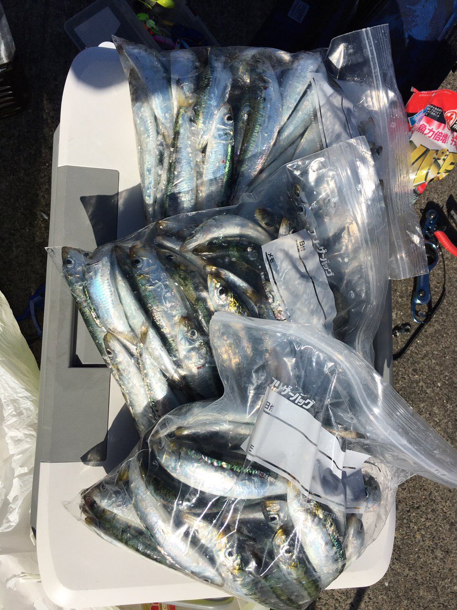 アークバード 11 22 朝６時過ぎ １１時近くまで 銚子外港にてマイワシの爆釣 サビキでコマセ無しで ２０ クラスのがバンバンつれて 結果0匹www 後半 隣に我孫子からカップルに仕掛けをあげて コマセ撒いて 渋い中５匹くらい釣れてくれて良かった