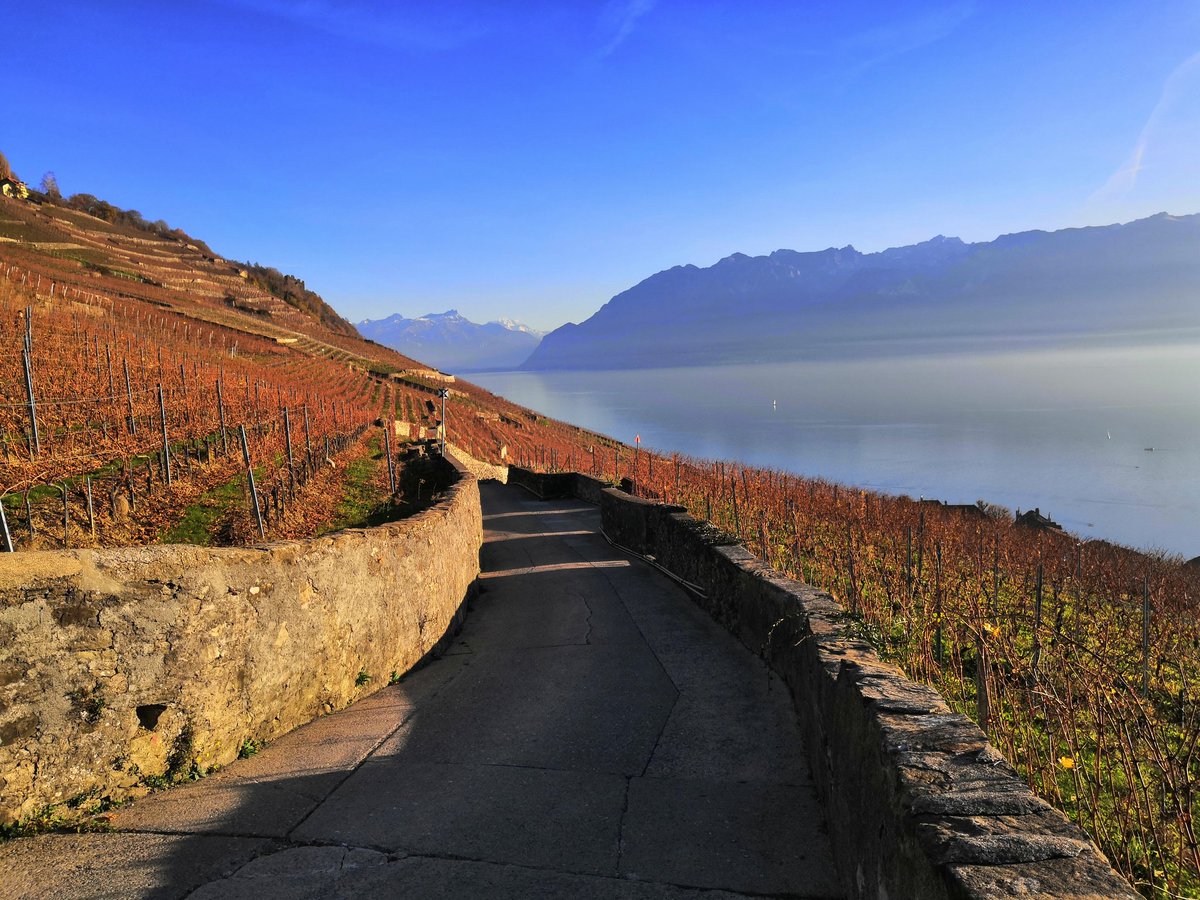markoml019's tweet photo. Walk through Lavaux vineyards, part 2 https://t.co/rMMflSKsQV