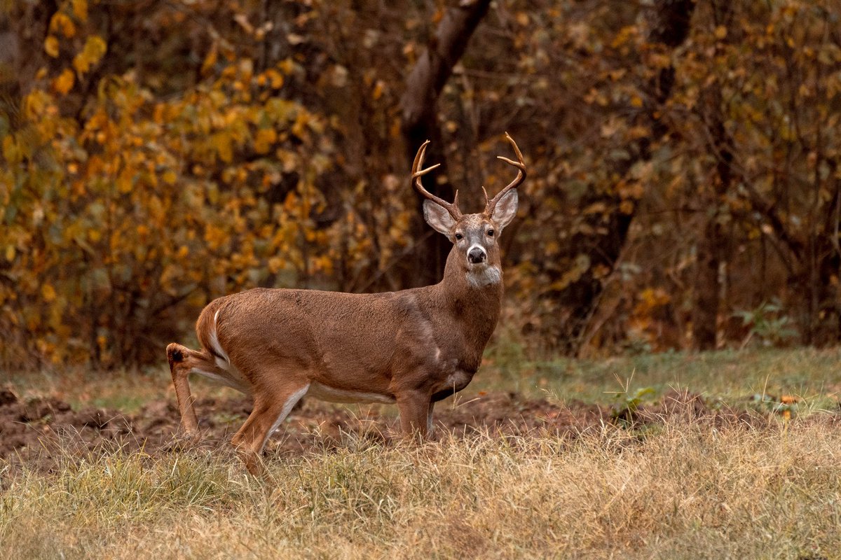 JimJustice_WV's tweet photo. Tomorrow is the big day! Buck firearms season is one of my favorites! For those planning to hunt, please remember to wear a blaze orange outer garment of at least 400 square inches! 🦌

Still need a hunting license or RG/RRG stamp? ⬇️
https://t.co/ulL0NHwoM5 https://t.co/vQFvy1F5aC