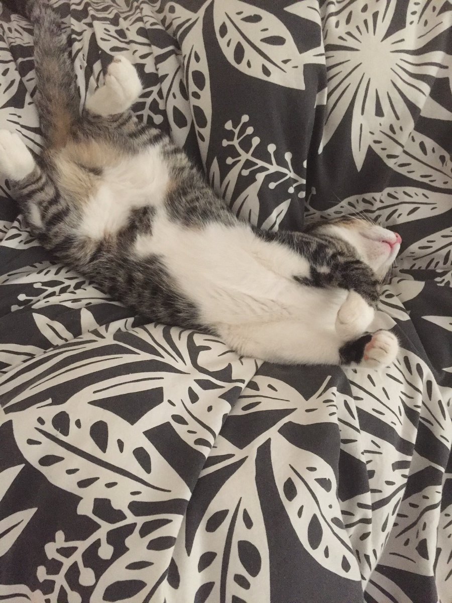 BrigittePowell1's tweet photo. Luna having a lazy Sunday ❤️ https://t.co/eKrRTuIISS