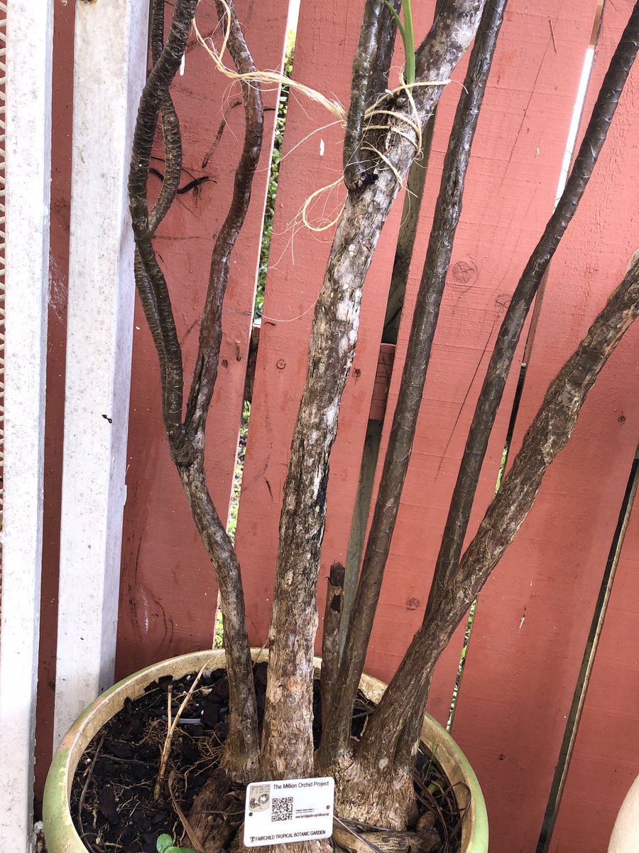 million orchid project ☀️❤️ <a href="/millionorchid/">MillionOrchidProject</a> @FairchdChallnge <a href="/FairchildGarden/">Fairchild Garden</a>