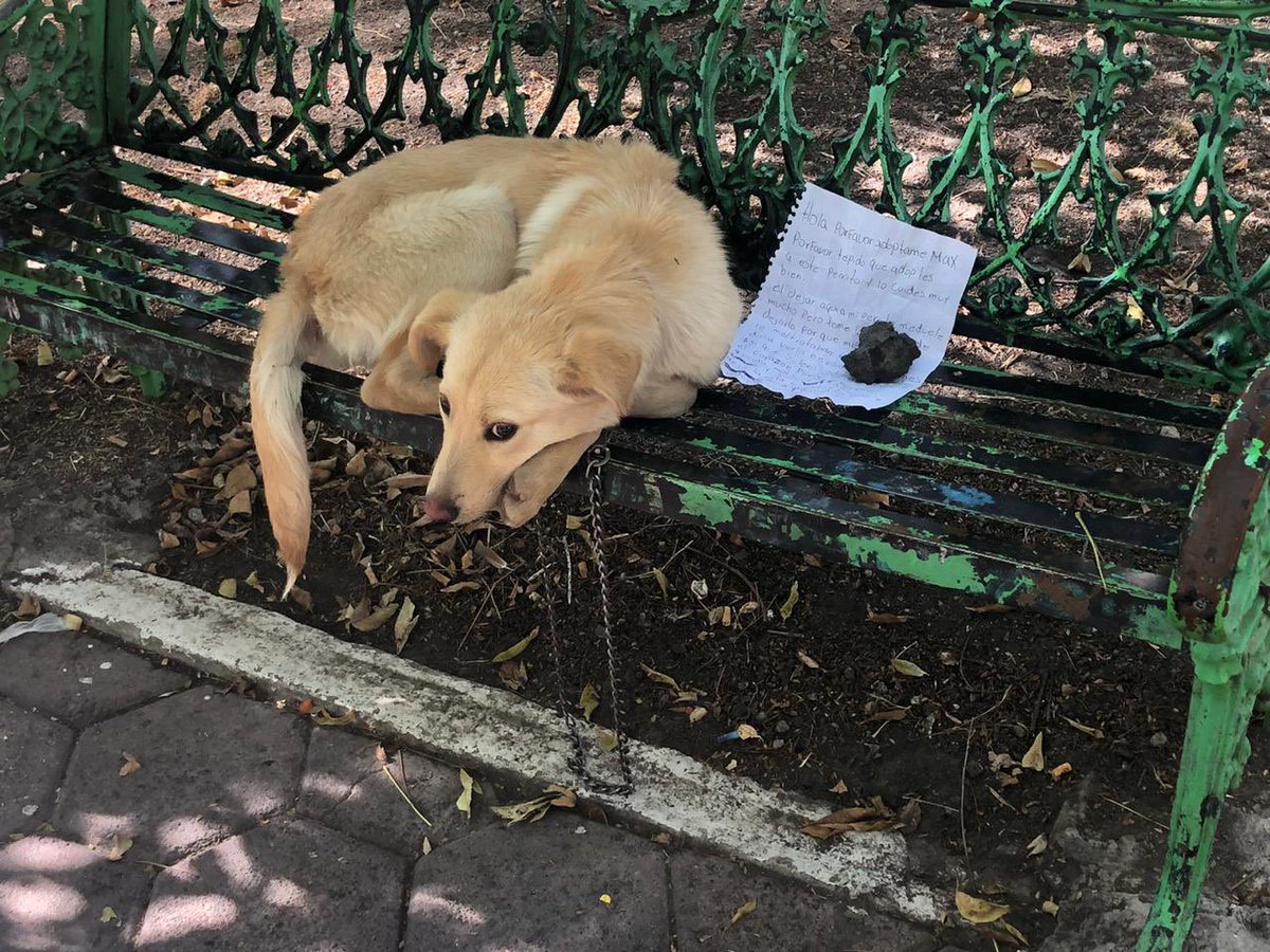 mascotasdifunde's tweet photo. 🔴URGE RESGUARDO🔴 nos reportan perrito abandonado al sur de la ciudad. POR FAVOR, no podemos con otro caso 🙏🏼🙏🏼 enviamos ubicación en privado. 🙏🏼🙏🏼🙏🏼🙏🏼😔😔 https://t.co/0OZu8zi0Wf