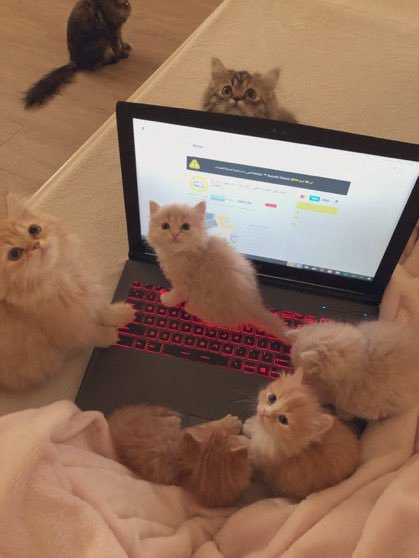 ShouldHaveCat's tweet photo. Online classes https://t.co/fhrOYMvoTN