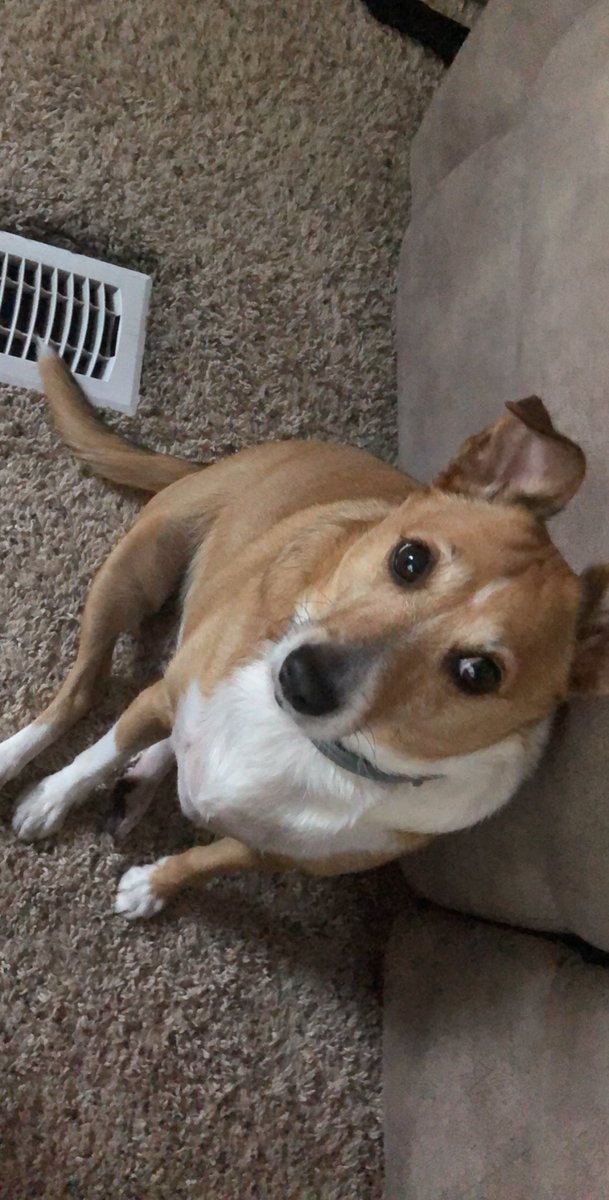 DashVisuals's tweet photo. Rip Lily, I Love You So Much, I know your watching me up from heaven right now 😔❤️I want you to know you really changed my life and helped me and my family with so much stress and pain , we love you❤️. https://t.co/2tFAvGOiIv