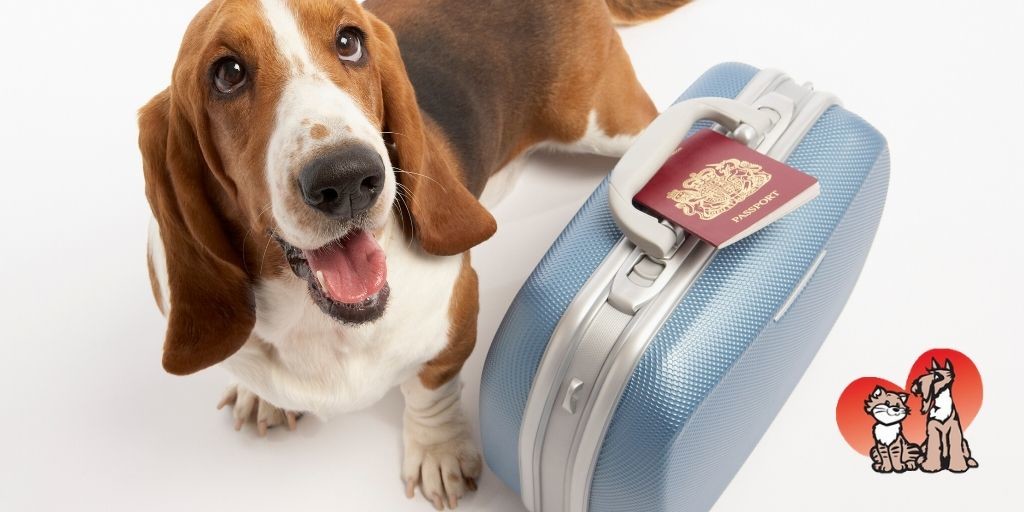 DunedinAMC's tweet photo. You've booked your pet's plane ticket - yay! 
Is your pet ready for take-off?
✔️ Obtain a pet health certificate from your vet
✔️ Ensure pet's carrier meets airline regulations
✔️ Refill any necessary pet prescriptions https://t.co/2ir5hvy777