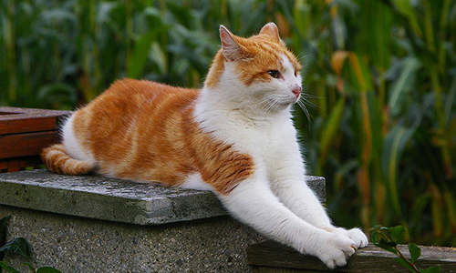 En quoi la vie d'une gentille vieille dame, qui prend du plaisir à caresser son chat en racontant sa jeunesse, vaudrait-elle moins (par exemple) que celle d'un jeune connard qui prend du plaisir à partager des fake sur les RS ou à visionner des vidéos conspi sur YouTube ?7/n