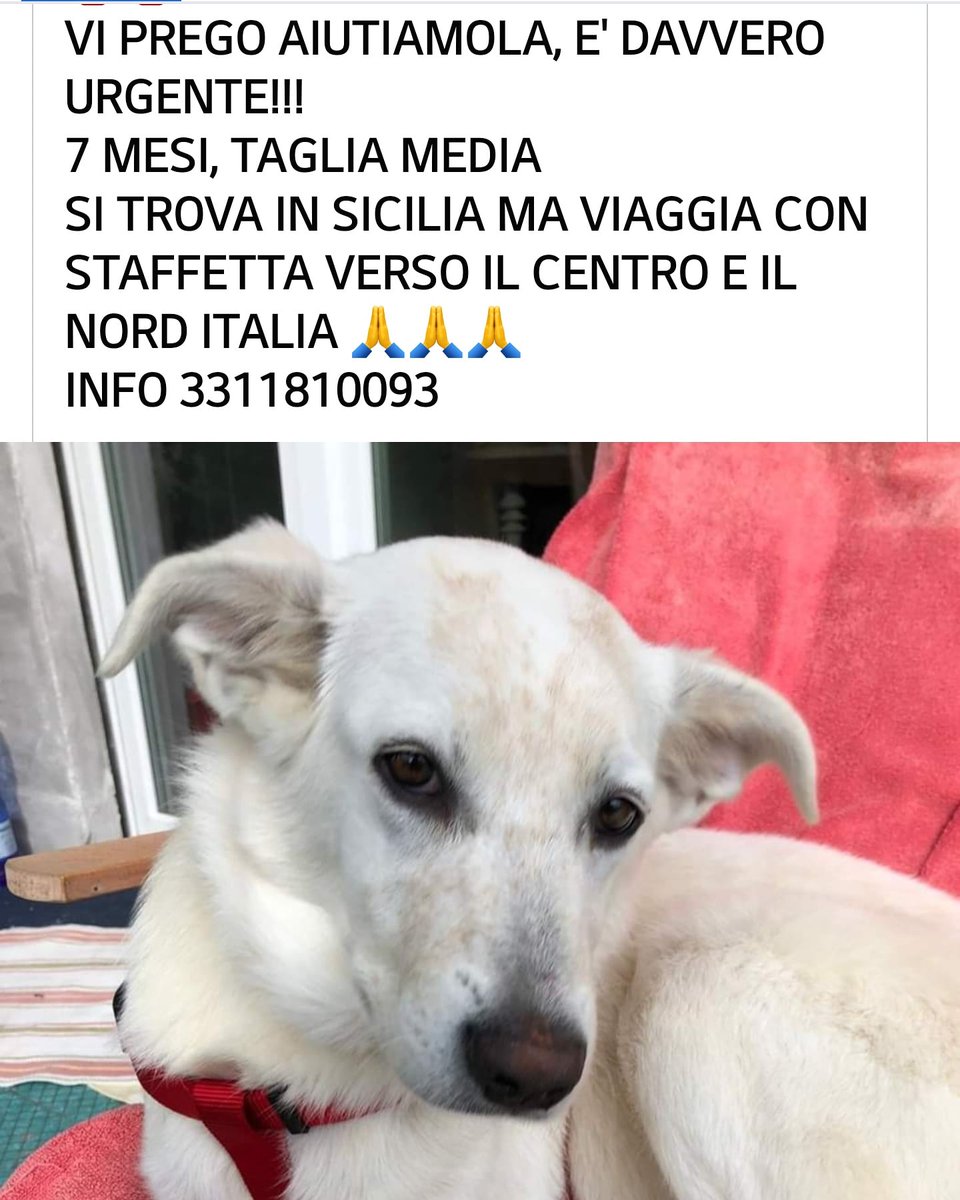 fenisia55's tweet photo. Adottata e dopo una settimana, riportata al mittente , era stata tolta da un canile lager.. https://t.co/UQA06wlih8
