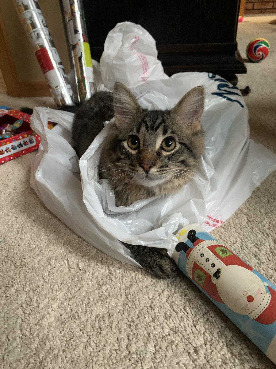 This guy is helping me wrap presents for the giving tree.