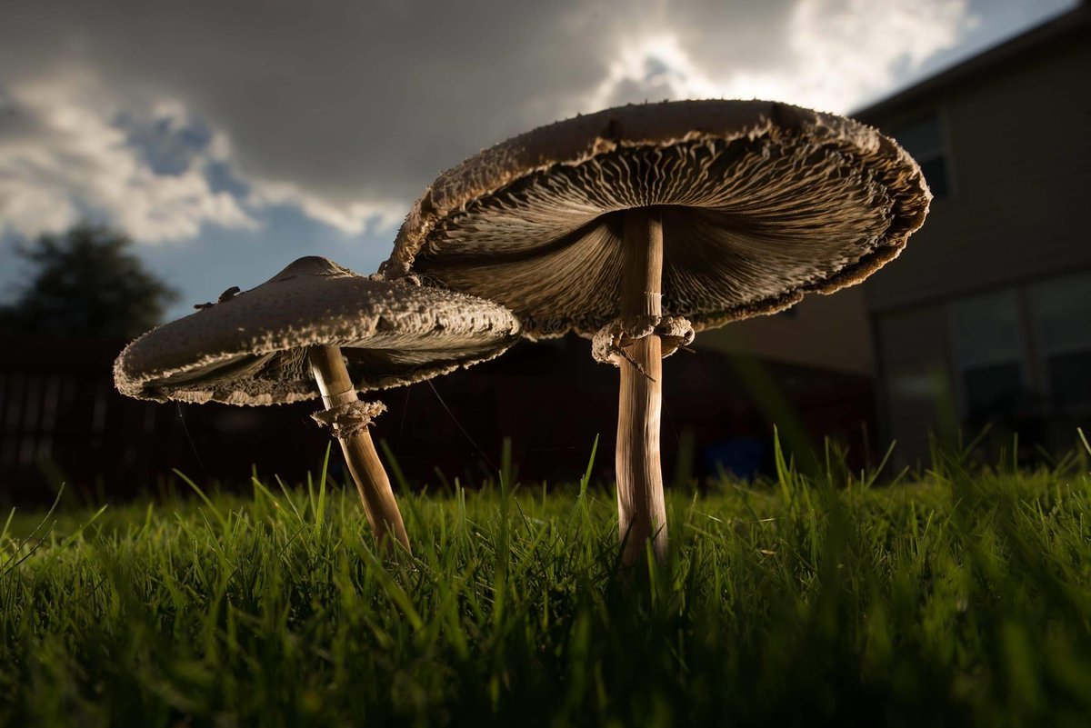 tpwmagazine.com/wildhood
This amazing image is currently in fourth place and it needs your help.  Click on link above to vote for your favorite of the 9 Readers' Choice Award finalist from the #InTheWildHood photo contest.