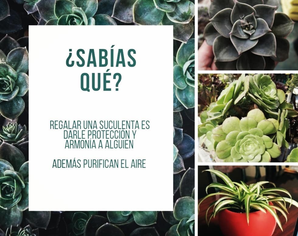 oniria_arquitec's tweet photo. 🥰🌿

#suculentas https://t.co/KfwHFL4WTe