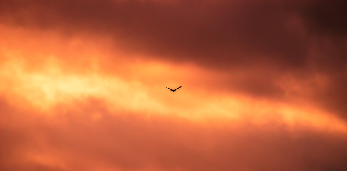 RobinFarr's tweet photo. Had a good walk on the moors above Winscar today.  I know I’m weird but I enjoy the bleakness of the high Pennines on a cold showery day.  As the sun began to set out west this Kestrel joined me for a while, putting on a fantastic aerobatic display. Just what my soul needed 😇 https://t.co/vsH6xN6rBs