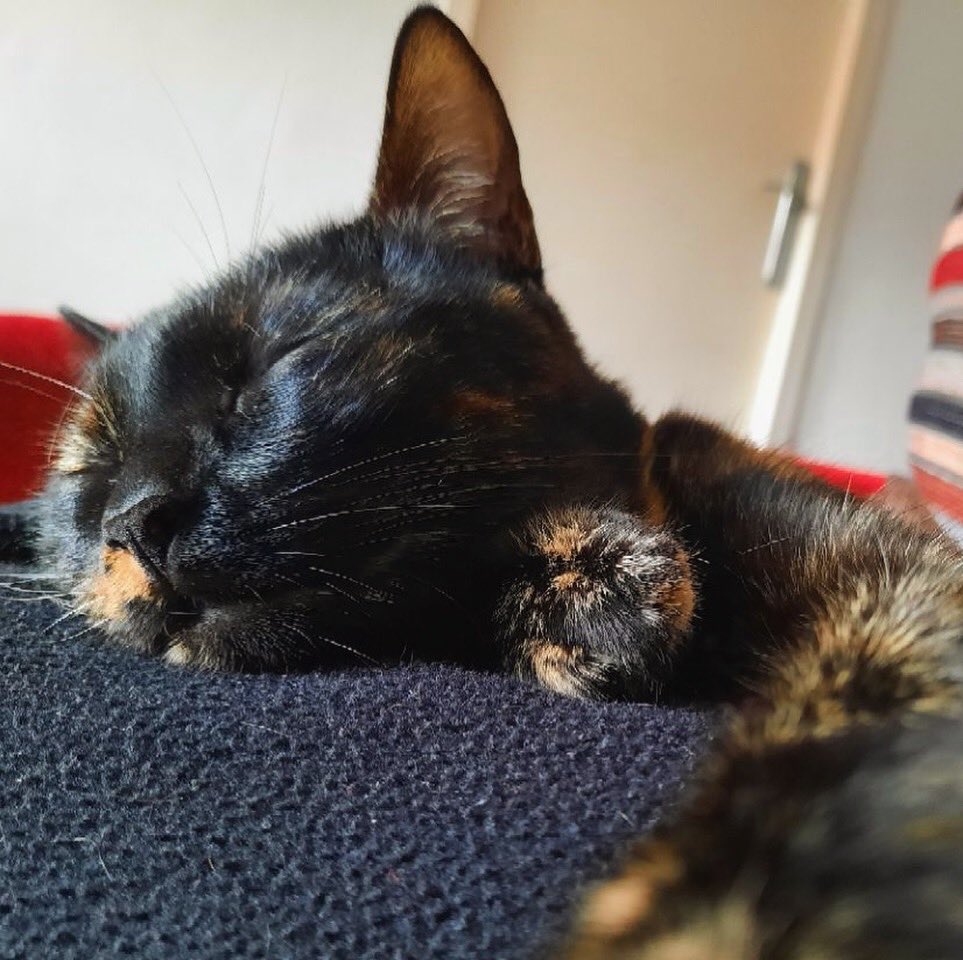 Siesta de domingo en la mejor compañía