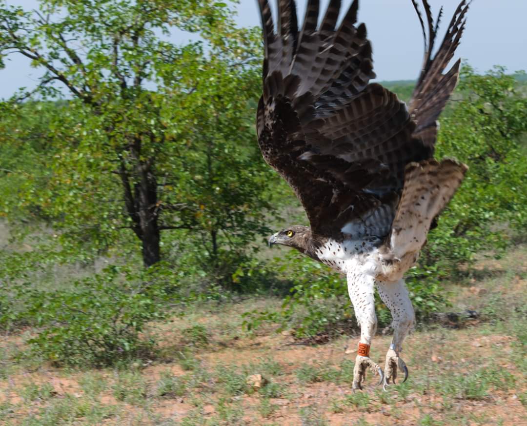I've always been a vulture girl thru & thru. They needed all the love & PR in the world. But I did not realize how even the most majestic eagles were declining greatly without being noticed. This is the mighty Martial Eagle 1 & 2 are just abt 3½ months old the other is an adult
