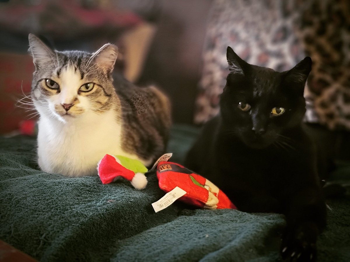 hatie123's tweet image. Freddie &amp;amp; Buddy sharing their new #Christmas toys.  So thankful for my 3 #cats. No matter how I feel, they always cheer me up. 

#7daysofthanks #givethanks
