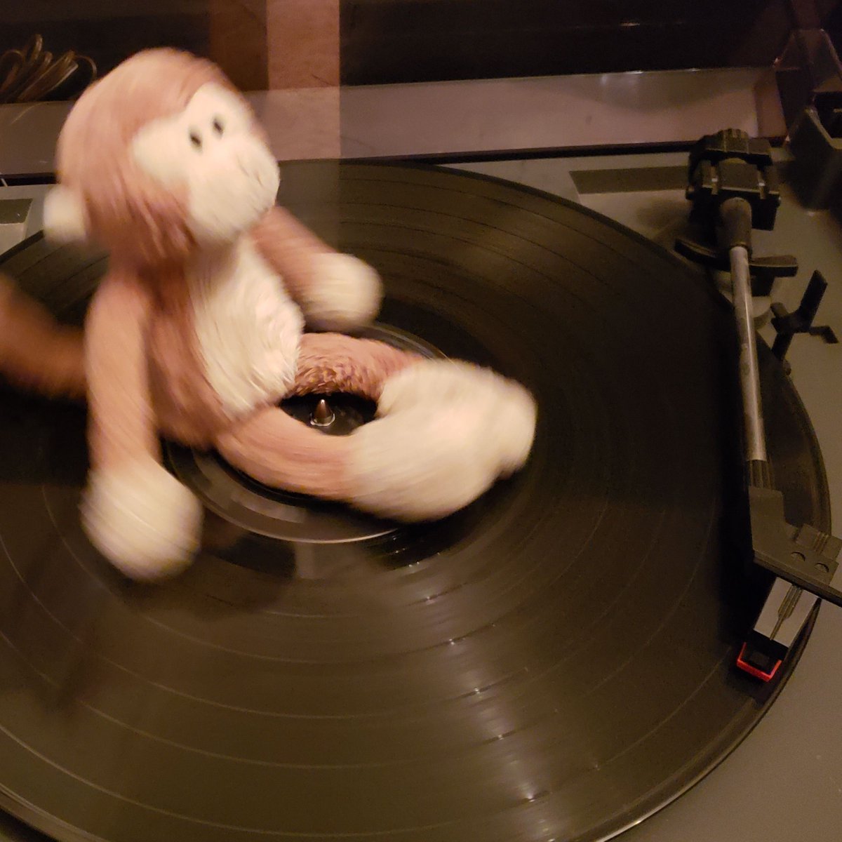 TravelingMocha's tweet photo. Enjoying the initial success! Have to wait and see if the new belt stays in place.  #MonkeyBusiness #HelpfulMonkey #vintage #stereo #turntable #fixit #Realistic #Clarinette122 #RoundWeGo https://t.co/oaixsCfU2x