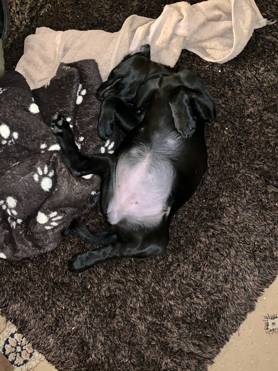 AshdaleDogs's tweet photo. Iorsa ... she looks so angelic ... when she’s sleeping! #puppylife
#gundogs  #gundog #workingdogs #dogsofinstagram #dog #dogs #dogtraining #labradorretriever #ayrshire #petdog #labsofinstagram #lab #blacklab #Scotland #scottish #dogatwork #puppy #pup #pups #workinglab #pet #pets https://t.co/3C603HYNav