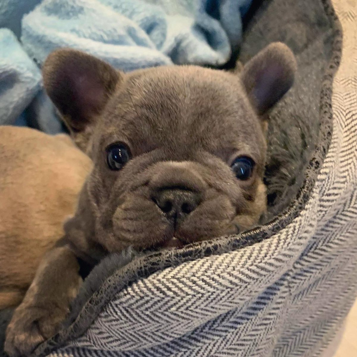 Amy_Babe91's tweet photo. Meet my new baby, Hugo 💙 https://t.co/dlhPT30m40
