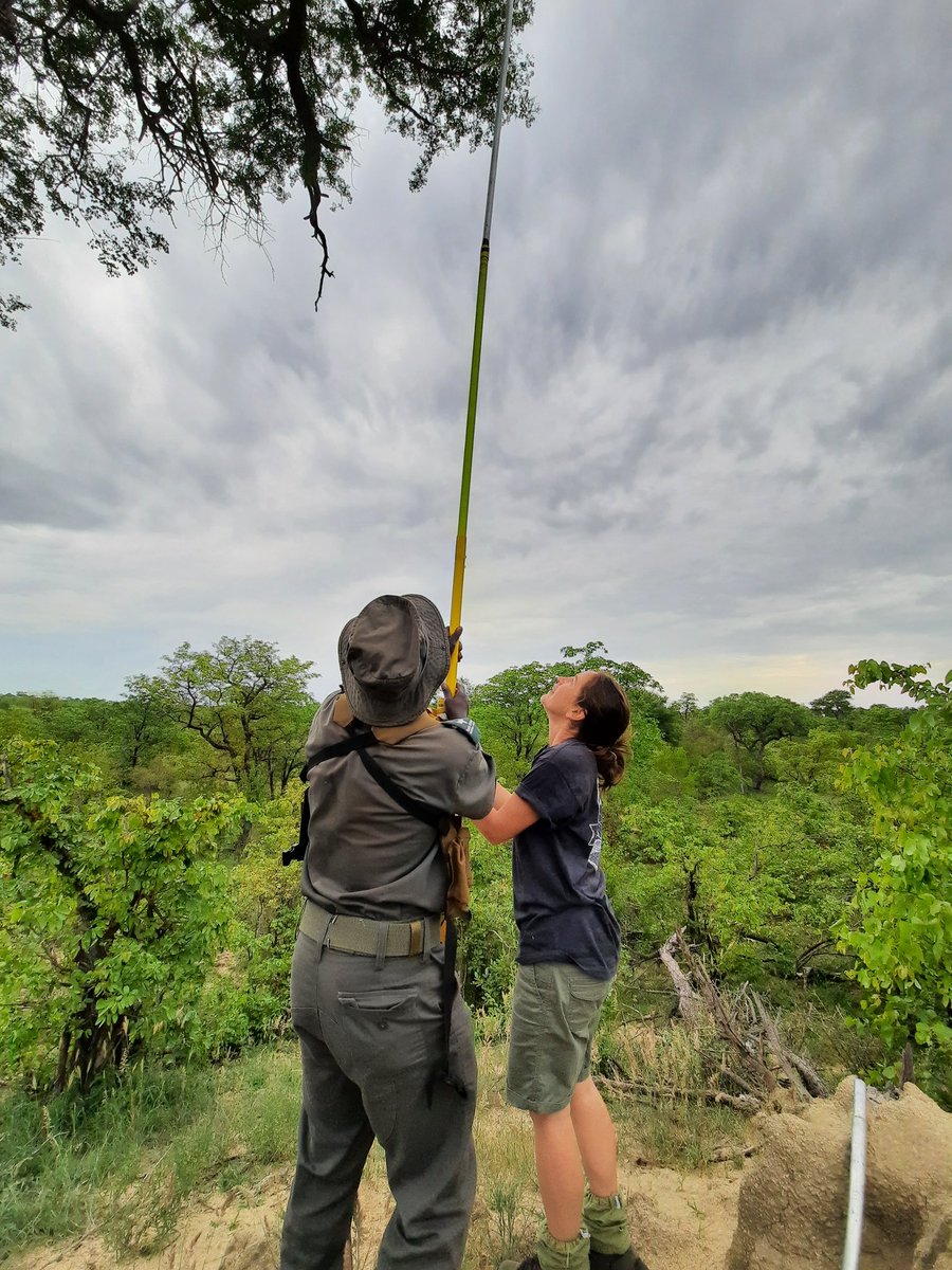 To conserve Martials, we need to understand their habitat, their use of the habitat, their prey base & their breeding patterns  @Meg_Murg and I visited nests in the Kruger to collect data that could answer some of these questions.