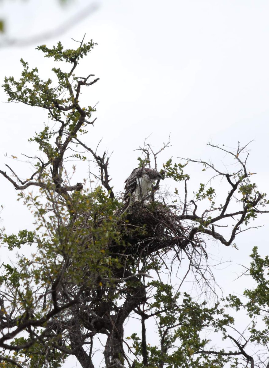 To conserve Martials, we need to understand their habitat, their use of the habitat, their prey base & their breeding patterns  @Meg_Murg and I visited nests in the Kruger to collect data that could answer some of these questions.
