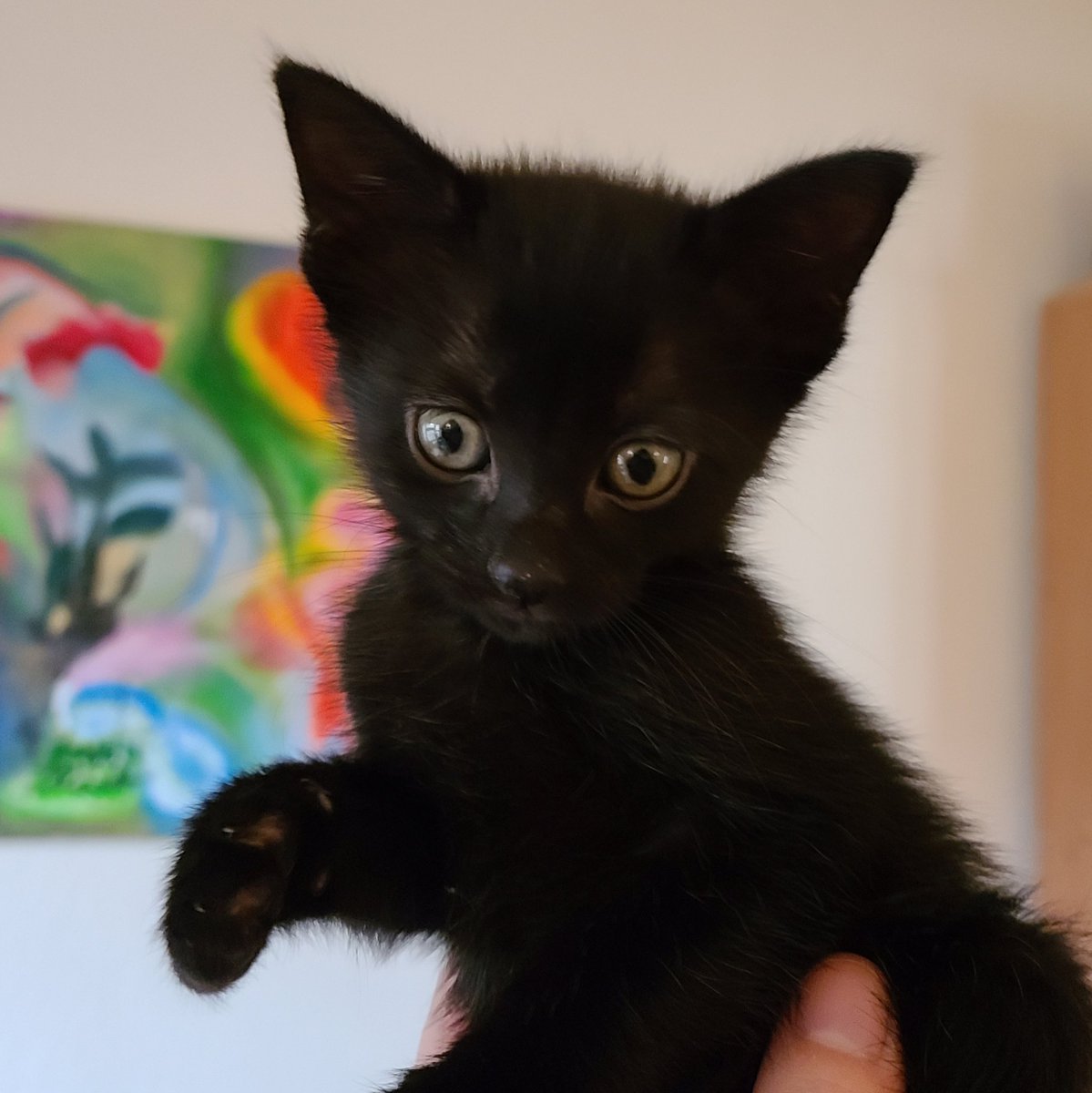 The kittens are 7 weeks old today! Here's Hypnos, the sleepy one 💤. She's the smallest of the kittens at 540g (1.2 lbs) and very cuddly.