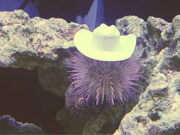 I was today years old when I learned that sea urchins naturally use shells as hats to make them feel safer and camouflaged so some aquarists had the genius idea to make them tiny hats