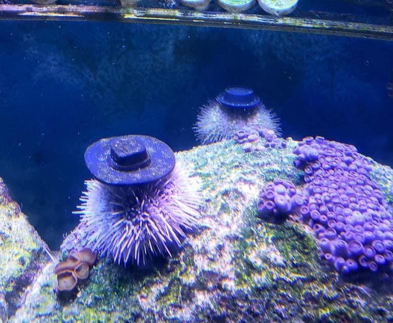 I was today years old when I learned that sea urchins naturally use shells as hats to make them feel safer and camouflaged so some aquarists had the genius idea to make them tiny hats