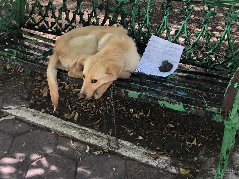 prensaanimal4's tweet photo. #Enterate #EnRedSocial se viraliza: nos reportan perrito abandonado al sur de la ciudad. Dejan recado de motivos
#AzulGA compartió una publicación en el grupo Brigada de Rescate Animal Cdmx S.U.V.A.
Qué opinan?
@AgatanCdmx
@SSC_CDMX
@PAOTmx
#consulta https://t.co/TWDrylI9ur https://t.co/V1QduaPD3k