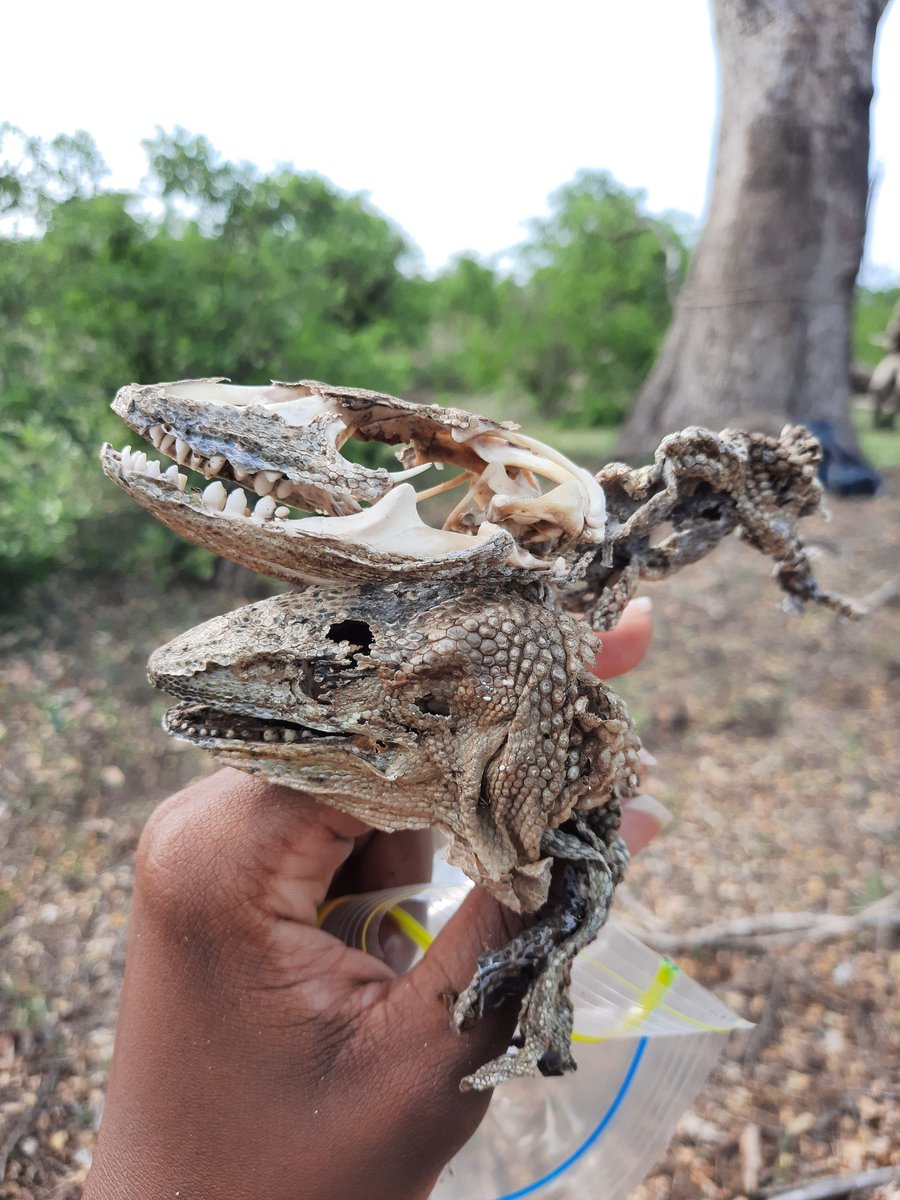They seem to quite love eating dragons (monitor lizards) they also eat a range of game birds and small mammals. They nest on the forks of very tall fairly straight strong trees & use large sticks to build. Sadly like most, their breeding success rates are low