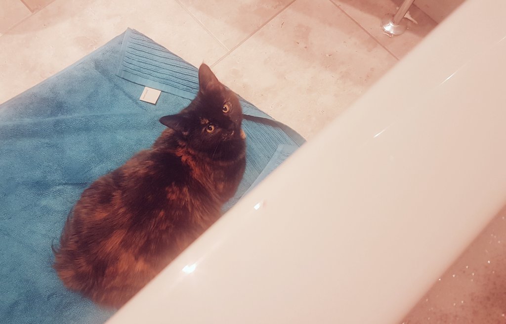 jobellerina's tweet photo. Just having a peaceful undisturbed bath now child is in bed...oh, wait #HeyCookie 🙈🤣 https://t.co/NGsRcxi1dz