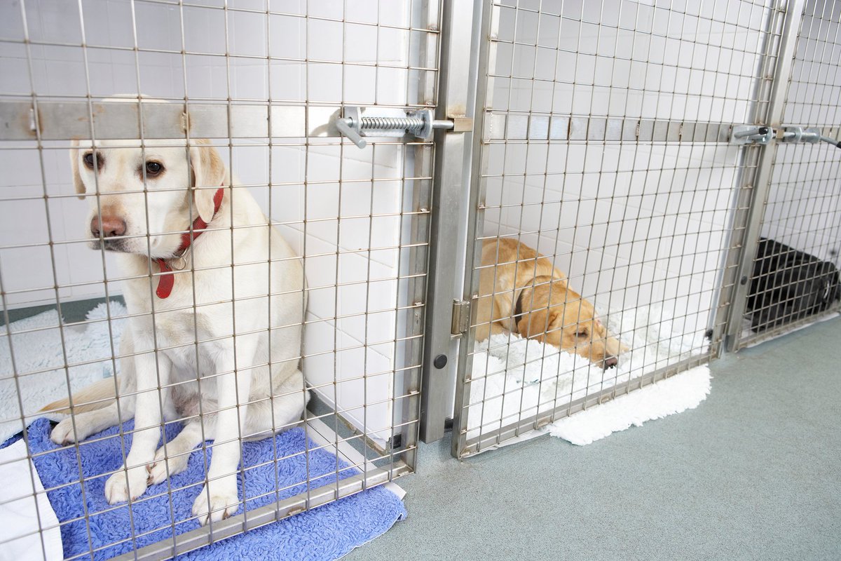 CanVetMedAssoc's tweet photo. The CVMA is once again calling for the cessation of mass commercial dog importations following CBC Marketplace’s recent investigation into this industry and its harmful impact on imported animals and their prospective owners.

Read more here: https://t.co/uGOQx4NuB5 https://t.co/mZlVE0dCRW