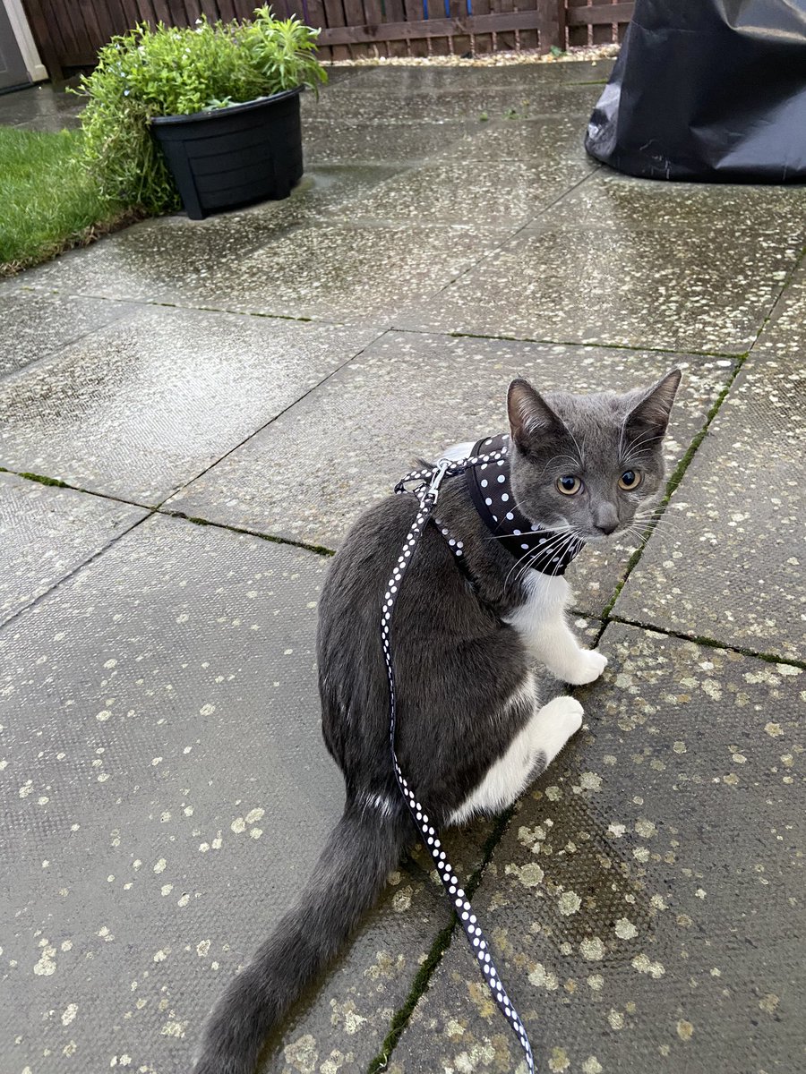 Alan Mcghee tweet media