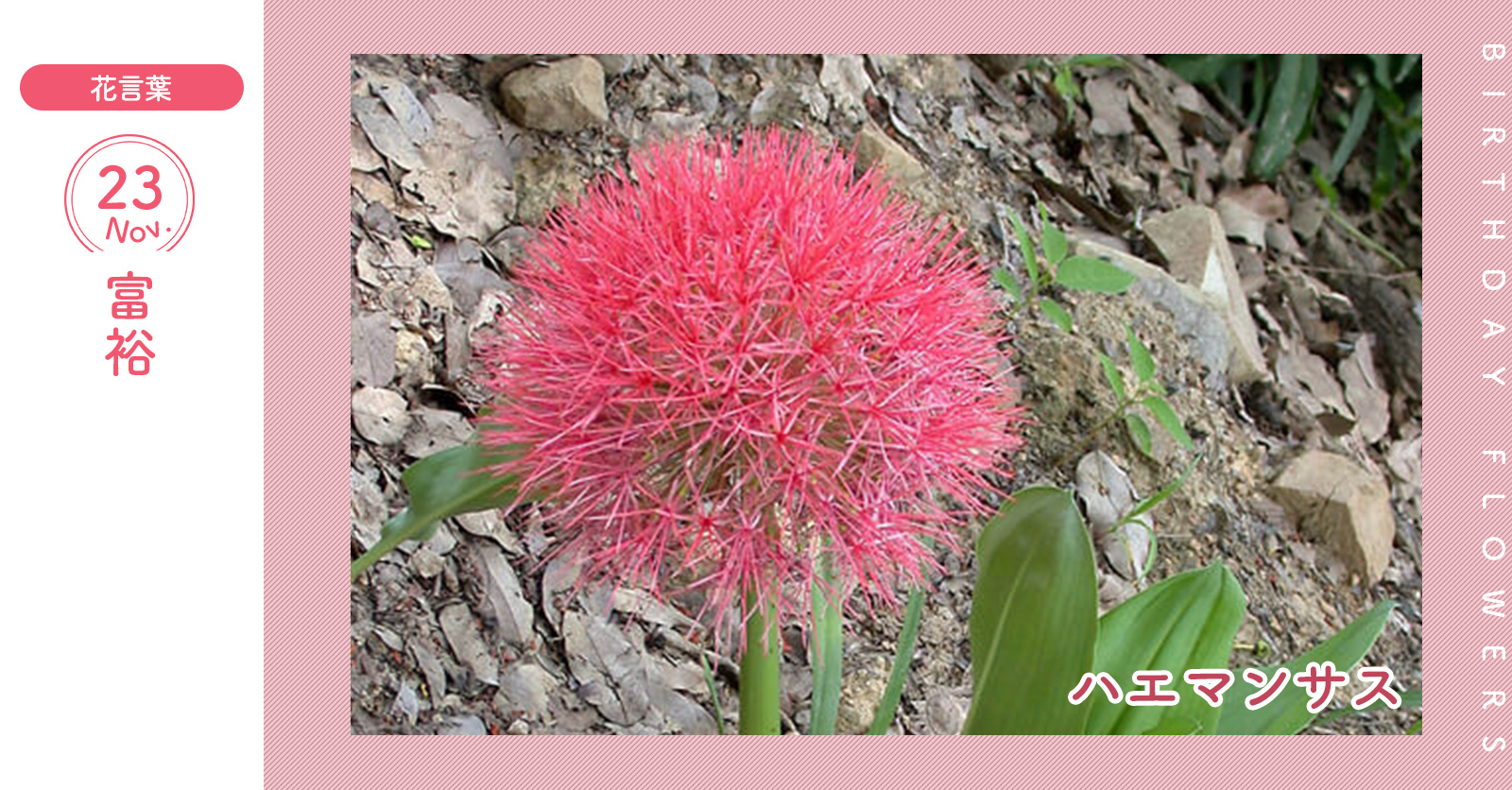 花キューピット I879 Com 公式 11月23日の誕生花 ハエマンサス お誕生日おめでとう 花言葉 は 富裕 花色は淡いオレンジや白 赤のものがあります あなたはこんな人 本能に忠実なタイプ 同じ誕生日の有名人 志田愛佳 T Co