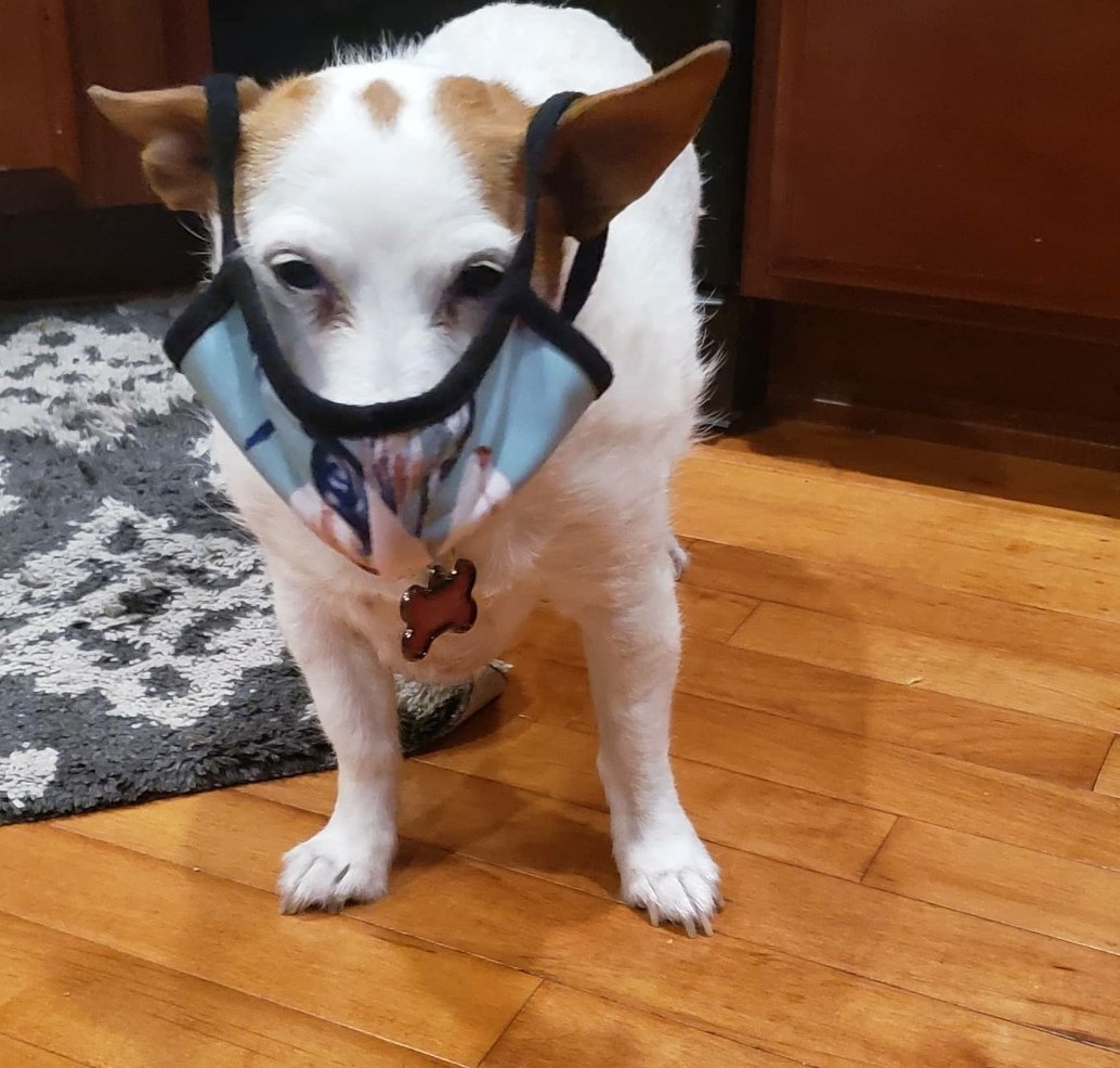 DonWettrick's tweet photo. Zoe kindly asks you to mask up for Thanksgiving. https://t.co/nzUzG4CRmf
