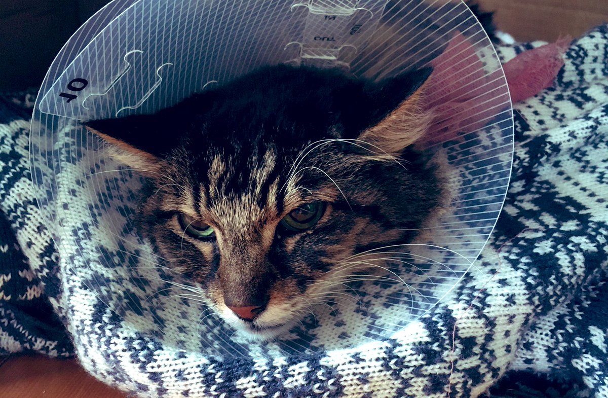 smbrander's tweet image. This weekend we unintentionally investigated the effect of #macrofiber ingestion in cats. Zoey swallowed a string that got caught in her digestive tract, a surgery and $2400 later I can safely say this study will have an n=1. An expensive #caturday with thankfully a good outcome!