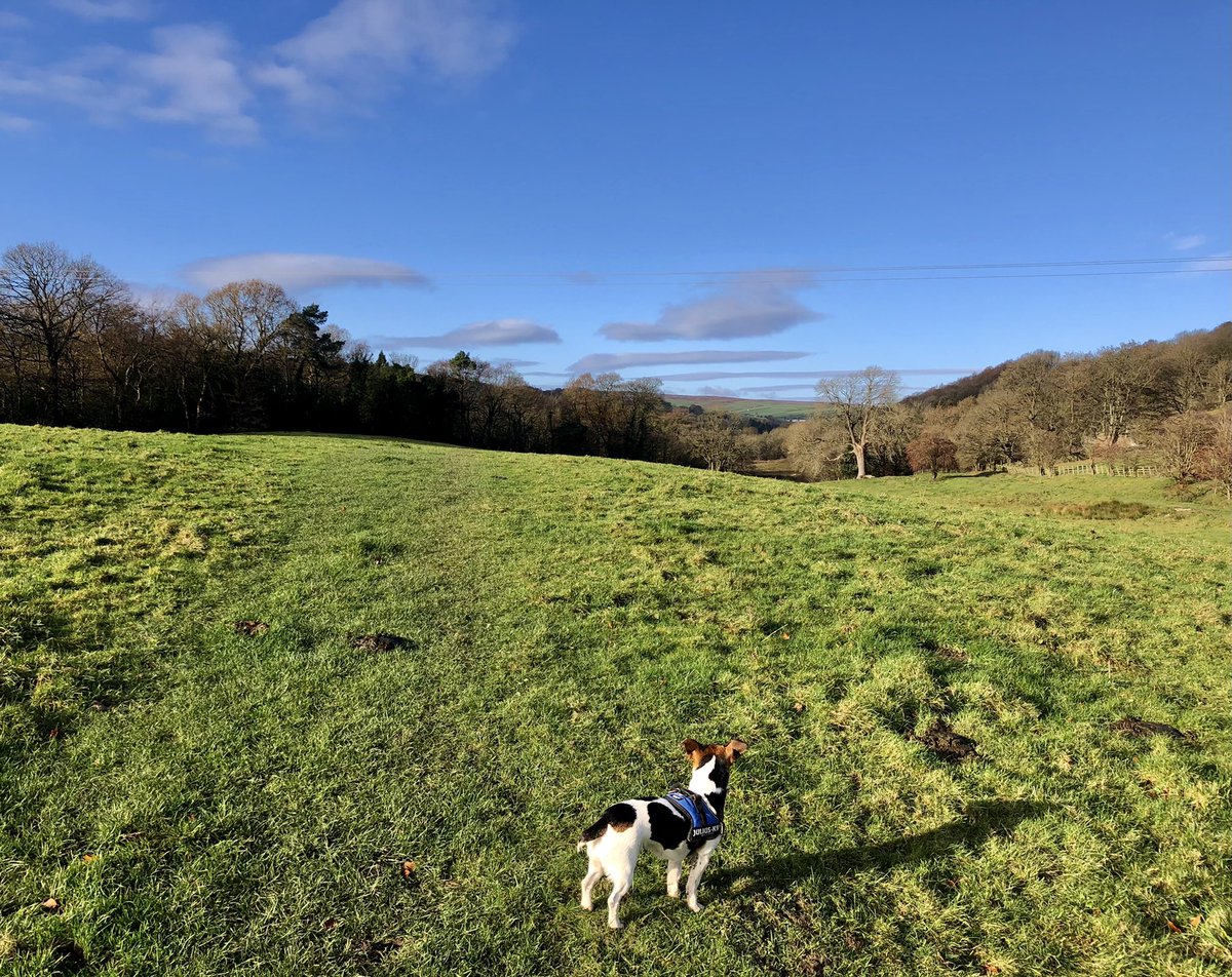 LunaInTheDales's tweet photo. Fantastic walk on Thursday #lunainthedales #nidderdale #pateleybridge #yorkshiredales #gotabitlost #walkswithmydog #bewerley ❤️🐾 https://t.co/4IeAJA7U9U