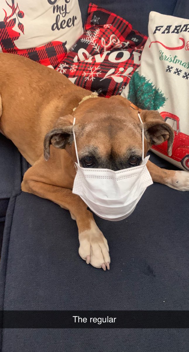 IsaPeraza1's tweet photo. WEAR UR MASKS CORRECTLY! If u don’t know what I mean here’s a Gemma representation https://t.co/ZpNlkPTkXC