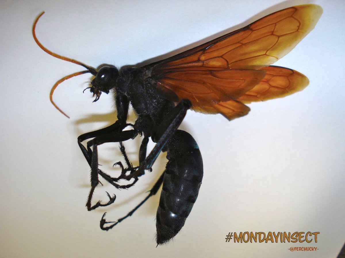 DrBananaGarcia's tweet photo. Hello, hello my friends Monday again time for a new #MondayInsect. This time no wrong answers, but you must guess the size of this wonderful wasp. 

Place your bets

#insecwhisper #mondayinsects @OpenAcademics #entomology #entomologia #spiderwasp #hymenoptera #pompilidae https://t.co/HU152gknSx