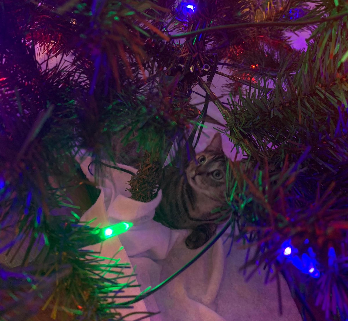 Another cat, another doomed Christmas tree.   #CatsHateChristmas  https://www.reddit.com/r/ChristmasCats/comments/jyio62/in_her_new_favorite_spot/