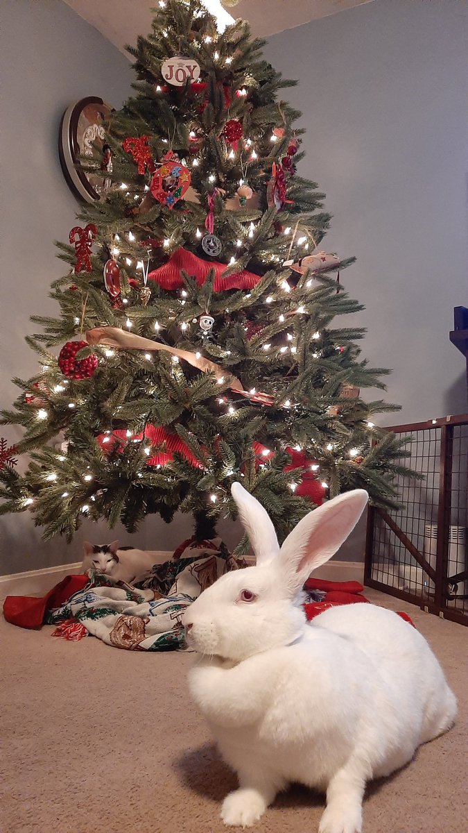 Poppy gets her turn for Christmas photos!

#SnowBunny
#FlemishGiants