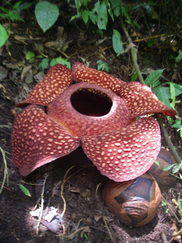 LaughingVamp's tweet photo. If I sired Milton George, I would call him Rafflesia. https://t.co/NYQ24EHHVD https://t.co/xZbV4oRWpf