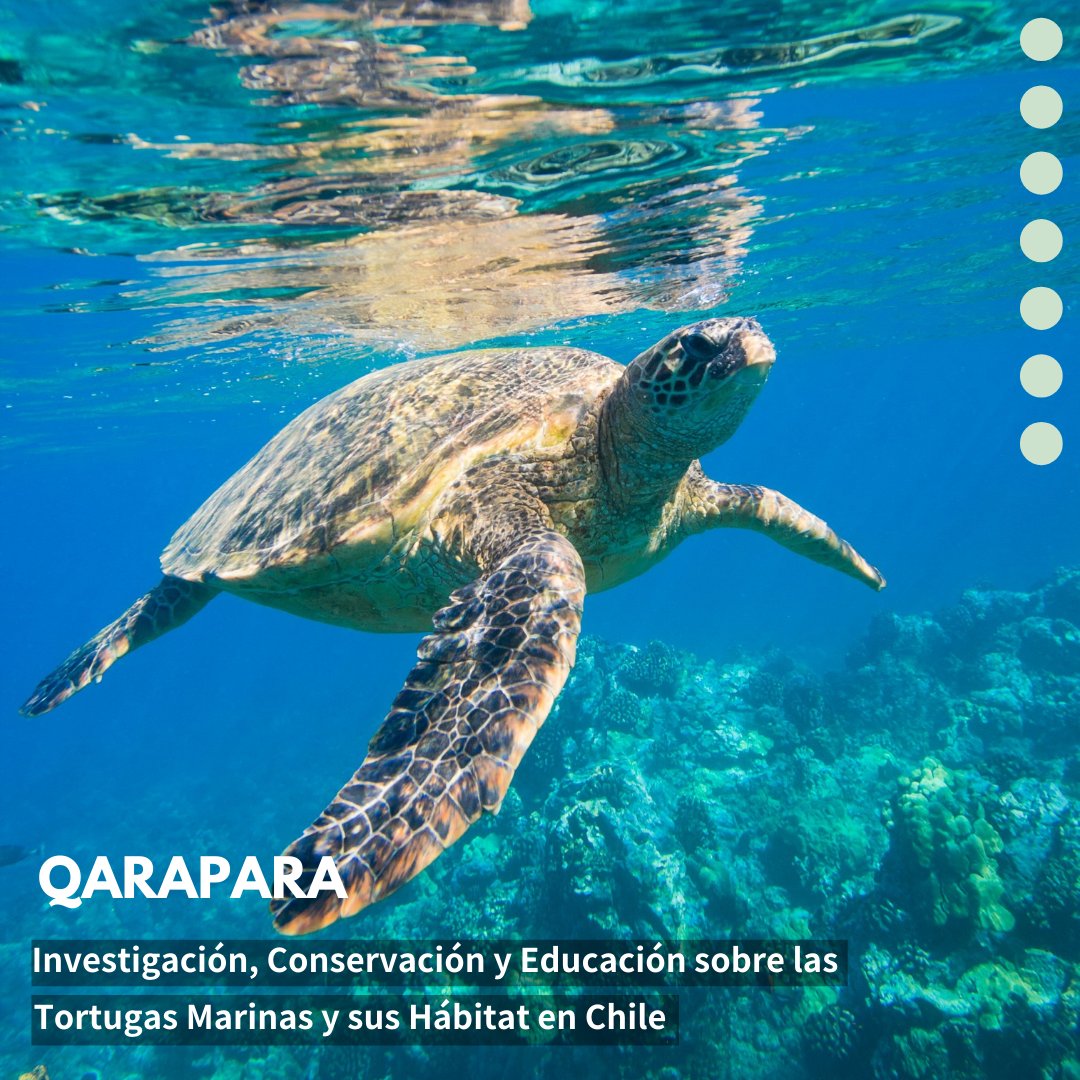 PlatCostera's tweet photo. Ya podrás revisar este PROYECTO de QARAPARA: Investigación, conservación y educación sobre las tortugas marinas y sus hábitat en Chile.
.
No te quedes fuera, aun estás a tiempo de enviarnos tu proyecto! Entra al siguiente link para más información: https://t.co/cKdHuZgQWW https://t.co/R3sMiZ0dM9