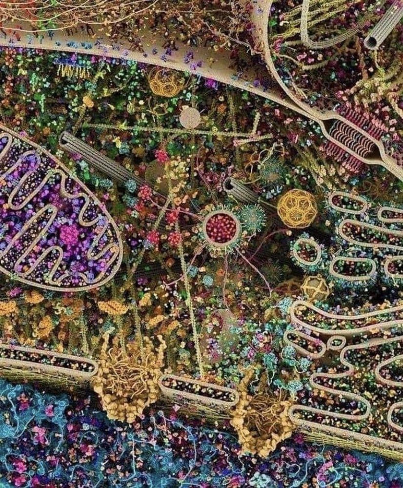 sarirasheed's tweet photo. The most detailed model of a human cell to date, obtained using x-rays, nuclear magnetic resonance and cryoelectron microscopy data sets https://t.co/ZIyagzlY1A