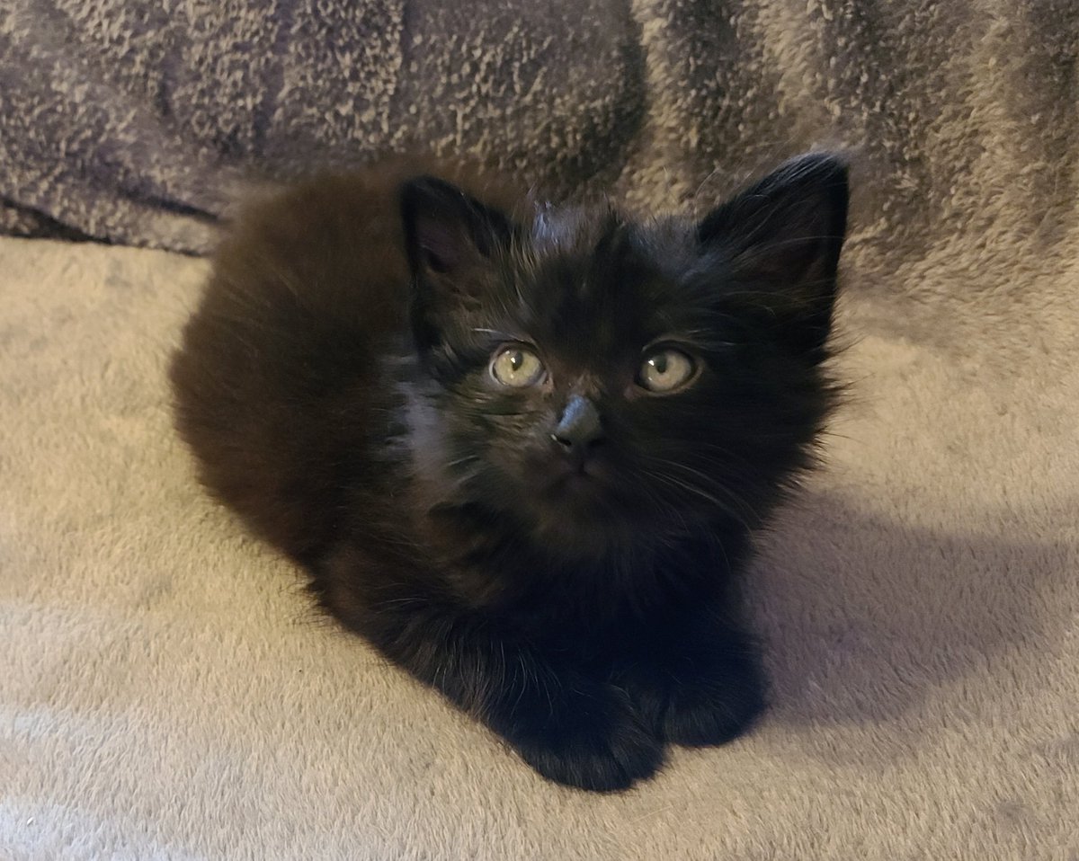 Here's Apollo, god of fluff! He's the only medium-hair kitten of the bunch, and enjoys loafing peacefully like a potato while his siblings wrestle all around him. We might be keeping this one 😊